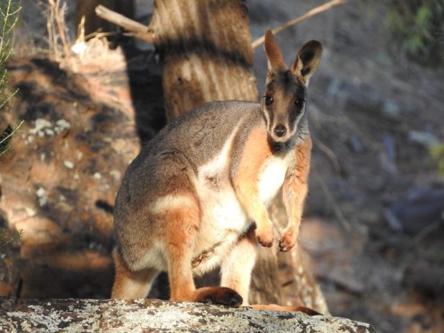Yellow-footed rock wallaby in Warren Gorge