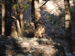 Yellow-footed rock wallaby again