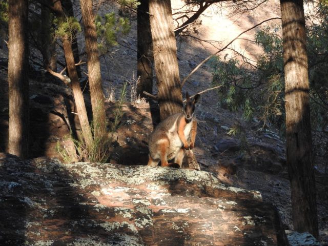 Yellow-footed rock wallaby again