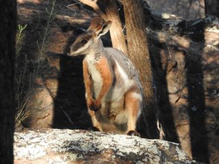You can never have too many photos of yellow-footed rock wallabies