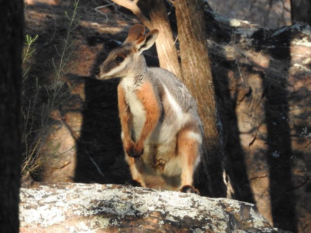 You can never have too many photos of yellow-footed rock wallabies