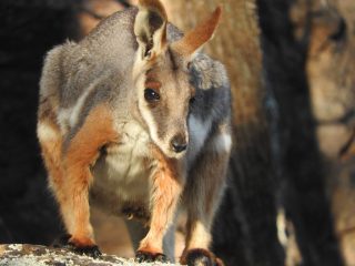 Yellow-footed rock wallaby up close