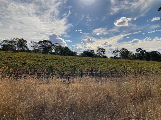 View of grapevines from the Riesling Trail