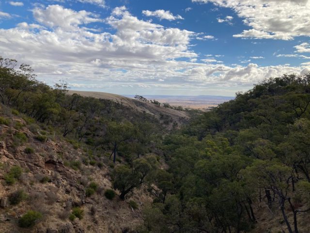 View down towards the Clare Valley