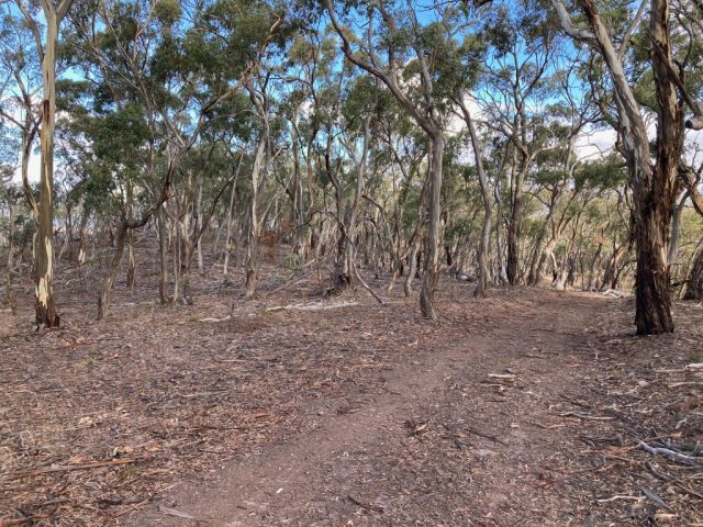Still on the Ridgetop Track