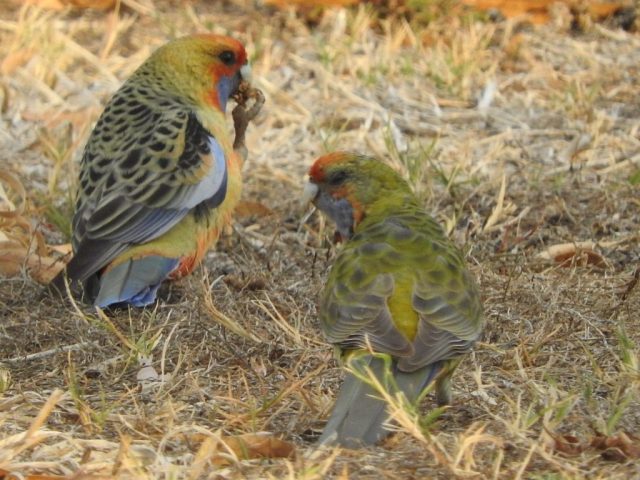 Juvenile 'Adelaide' Rosellas (variant of Crimson Rosella)