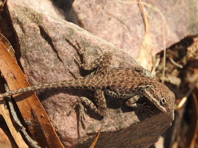Lizard by the trail