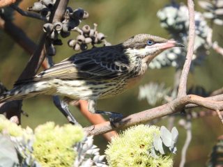 Spiny-cheeked honeyeater Spiny-cheeked honeyeater