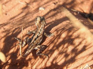 Painted dragon Painted dragon