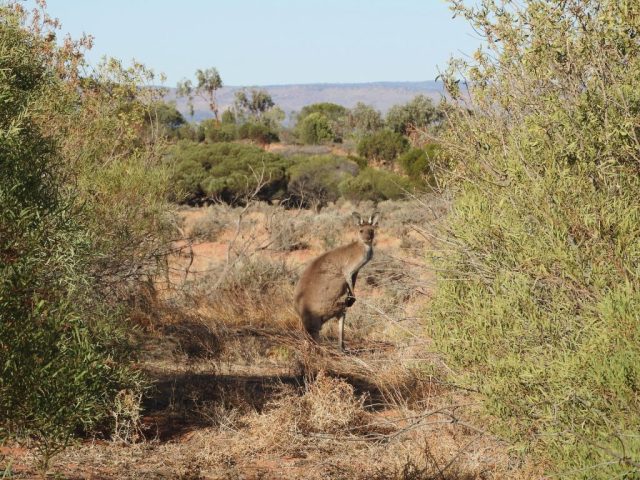 Kangaroo in the bush