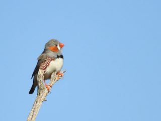 Zebra finch Zebra finch
