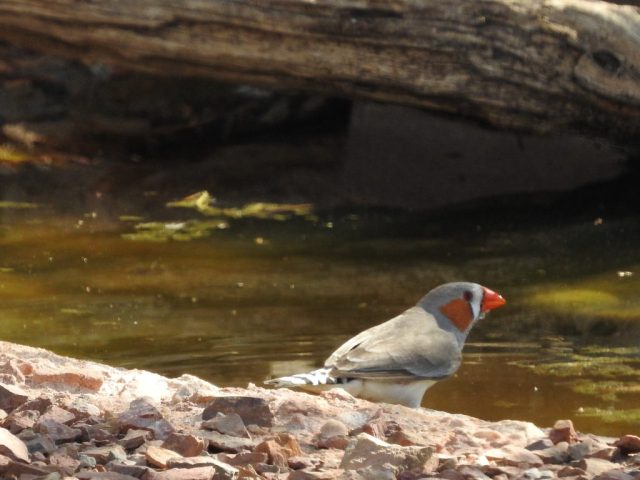 Zebra finch by the water
