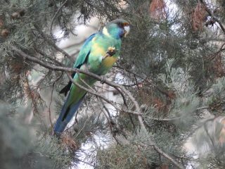 Australian ringneck by the trail