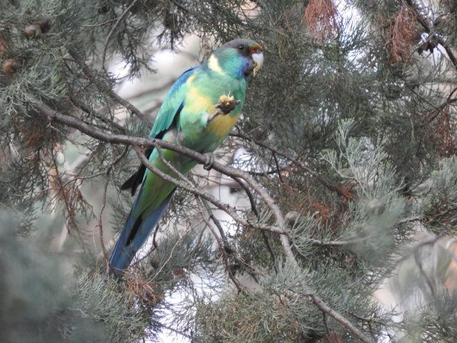 Australian ringneck by the trail