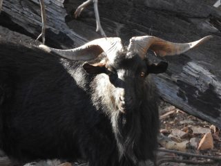 Large feral goat near the start of the trail