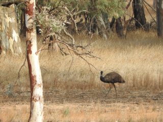 Emu in Wilpena Pound Emu in Wilpena Pound