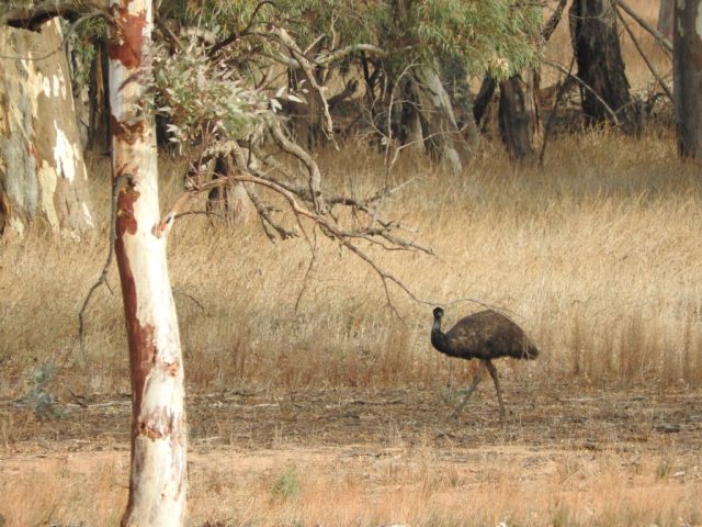 Emu in Wilpena Pound