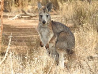 Kangaroo in the bush