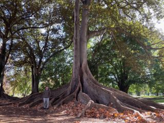 PB under a fig tree in the Botanic Park