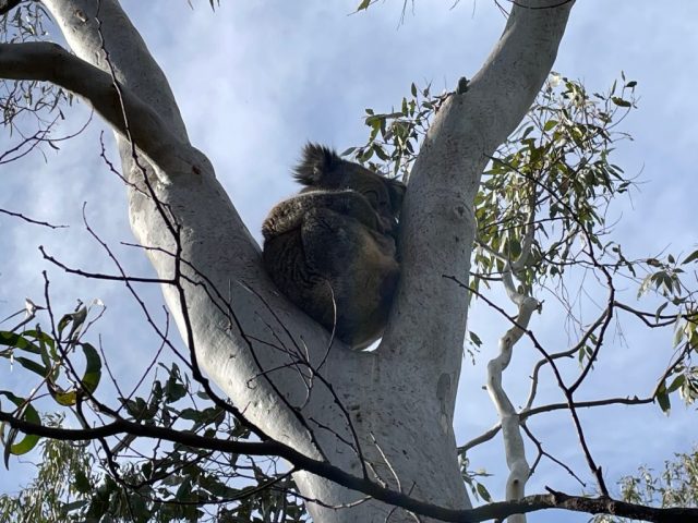 We found a Koala