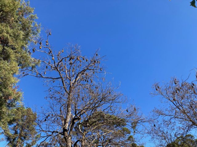 Fruit Bats in Botanic Park Fruit Bats in Botanic Park