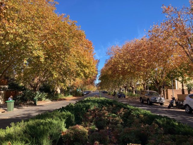 Autumn Leaves in North Adelaide Autumn Leaves in North Adelaide
