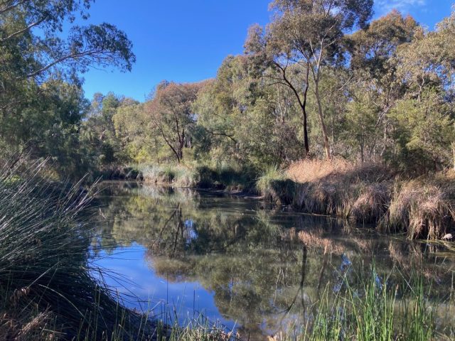 The Torrens River in Dernancourt