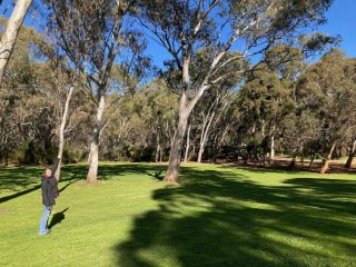 CC finds a koala on the trail! CC finds a koala on the trail!