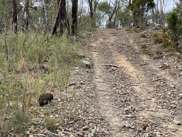 Echidna on the trail!