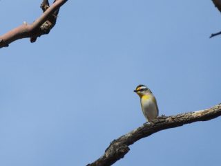 Striated Pardalote