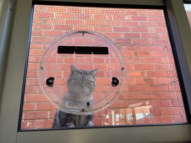 MP hanging out by the catio door