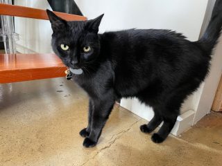 ML at the bottom of the stairs