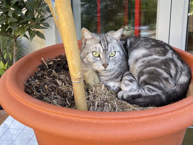 MP in her favourite flower pot