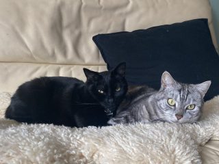 Cats chilling on the sofa