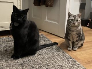 The cats liked to hang out together