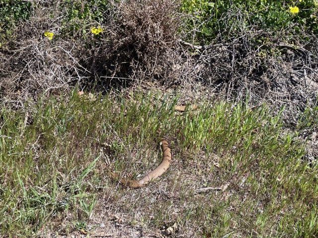 Snake in the grass Snake in the grass