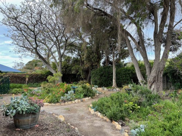 The back garden in Normanville