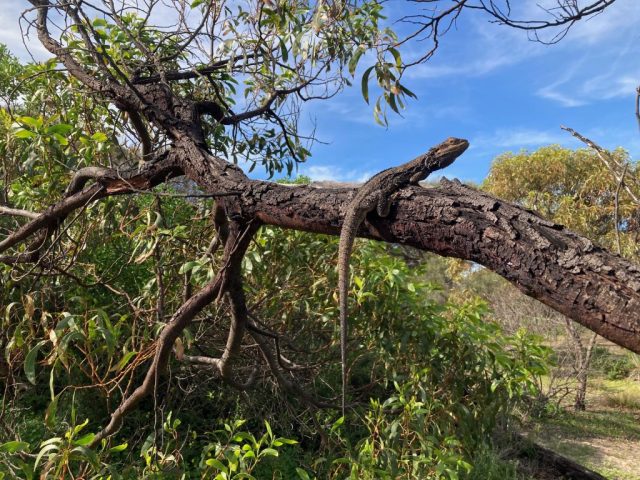 Bearded dragon in Aldinga Scrub Bearded dragon in Aldinga Scrub