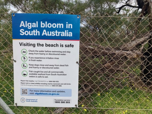 Our nearby beach suffered at times from the Algal Bloom affecting South Australia since March 2025