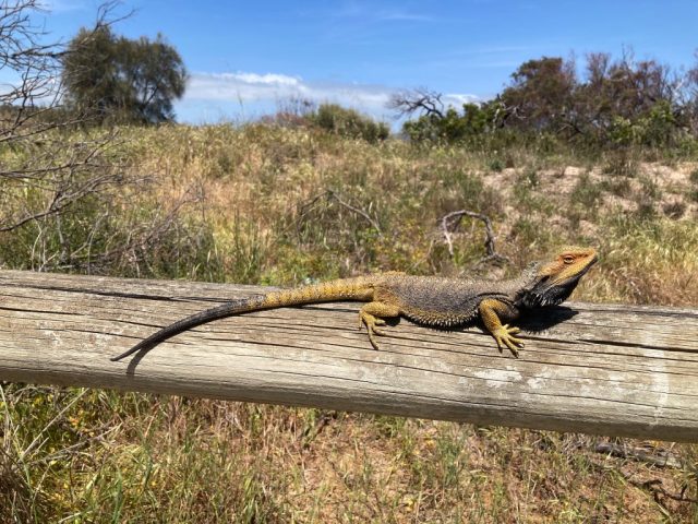 Bearded dragon on the way to the beach