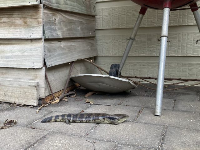 Blue-tongued lizard in the garden