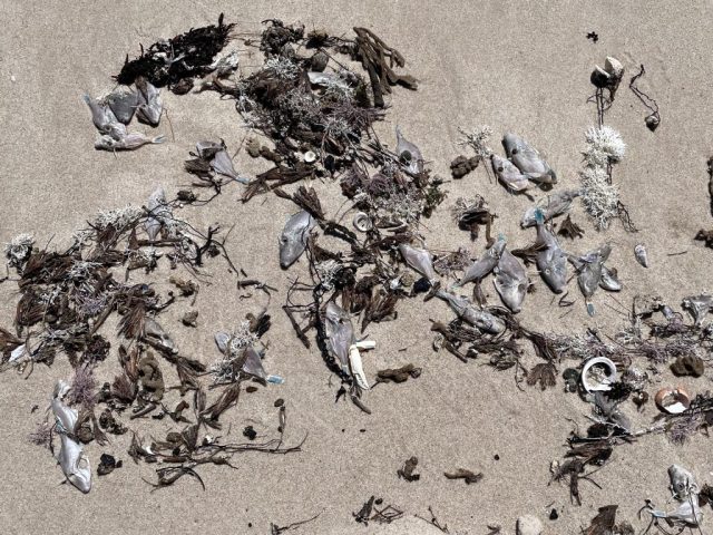 Victims of the Algal Bloom (mostly small leatherjackets)