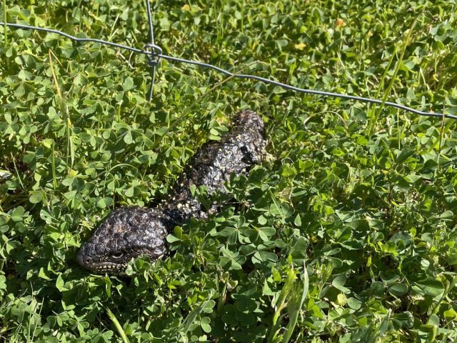 Tiliqua rugosa - also known as the bobtail, sleepy lizard, or shingleback Tiliqua rugosa - also known as the bobtail, sleepy lizard, or shingleback