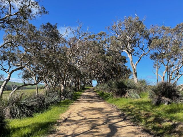 Corridor of trees