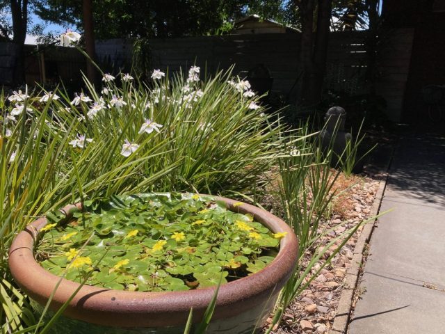 The home of Pescado the fish is now overgrown