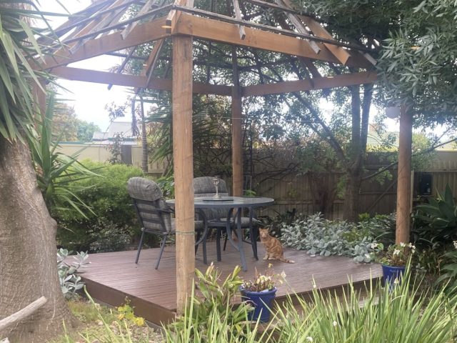 Dodgy cat in the garden