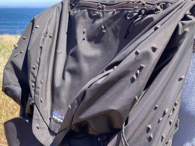 On the way back we attracted lots of flies On the way back we attracted lots of flies