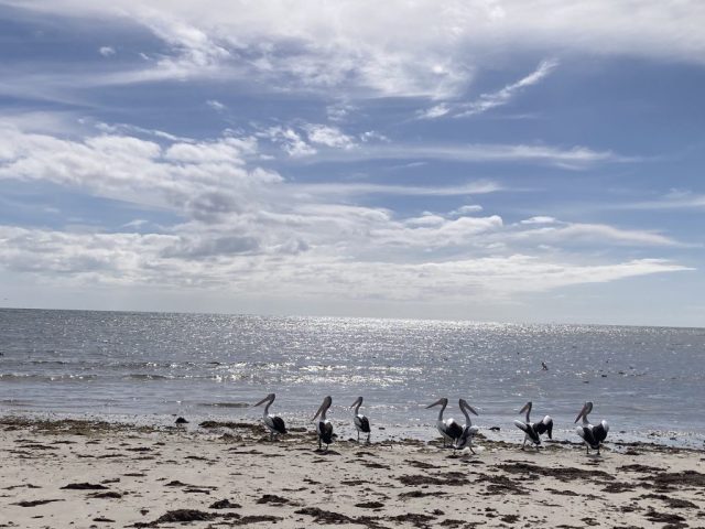 Pelicans on the shore