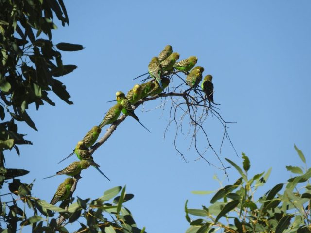 Budgies at the start of the trail