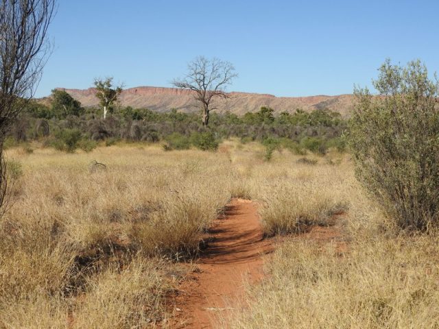 On the Woodland Trail